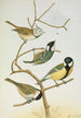 Parus mitratus Parus ater Parus major Parus subpalustris Brm - Johann Friedrich Naumann — vy av konstverket