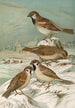 Passer domesticus Passer montanus - Johann Friedrich Naumann — vy av konstverket