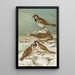 Passer domesticus Passer montanus - Johann Friedrich Naumann — inramlat konstverk på väggen