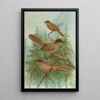 Johann Friedrich Naumann - Perisoreus infaustus.webp