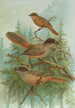 Perisoreus infaustus - Johann Friedrich Naumann — vy av konstverket