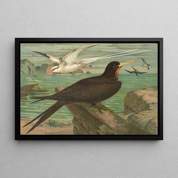 Johann Friedrich Naumann - Phaeton aethereus Fregata aquila.webp