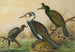 Phalacrocorax carbo, Phalacrocorax graculus, Phalacrocorax pygmaeus - Johann Friedrich Naumann — vy av konstverket
