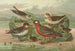 Phalaropus fulicarius Phalaropus lobatus - Johann Friedrich Naumann — vy av konstverket