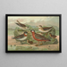 Phalaropus fulicarius Phalaropus lobatus - Johann Friedrich Naumann — inramlat konstverk på väggen