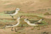 Phalaropus fulicarius, Phalaropus lobatus, Calidris arenaria - Johann Friedrich Naumann — vy av konstverket
