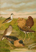 Philomachus pugnax - Johann Friedrich Naumann — vy av konstverket