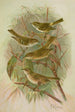 Phylloscopus proregulus superciliosus rufus tristis Blyth - Johann Friedrich Naumann — vy av konstverket