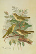 Phylloscopus viridanus nitidus borealis - Johann Friedrich Naumann — vy av konstverket