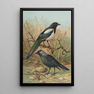 Johann Friedrich Naumann - Pica pica Lycus monedula.webp