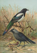 Pica pica Lycus monedula - Johann Friedrich Naumann — vy av konstverket
