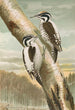 Picoides tridactylus - Johann Friedrich Naumann — vy av konstverket