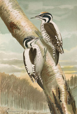 Johann Friedrich Naumann - Picoides tridactylus.webp