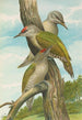 Picus canus - Johann Friedrich Naumann — vy av konstverket