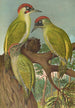 Picus viridis - Johann Friedrich Naumann — vy av konstverket