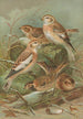 Plectrophenax nivalis Calcarius lapponicus - Johann Friedrich Naumann — vy av konstverket