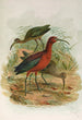 Plegadis falcinellus - Johann Friedrich Naumann — vy av konstverket