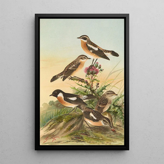 Johann Friedrich Naumann - Pratincola rubetra Prantincola rubicola.webp