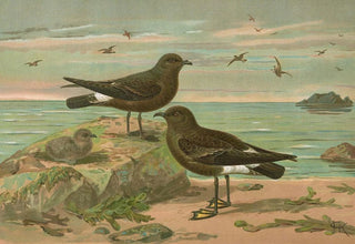 Johann Friedrich Naumann - Procellaria pelagica Oceanites oceanicus.webp