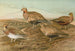 Pterocles arenarius, Pterocles alchata, Pterocles exustus Temm - Johann Friedrich Naumann — vy av konstverket