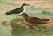 Puffinus puffinus Brunn Puffinus griseus - Johann Friedrich Naumann — vy av konstverket