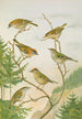 Regulus ignicapillus Regulus regulus - Johann Friedrich Naumann — vy av konstverket
