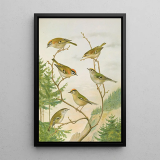 Johann Friedrich Naumann - Regulus ignicapillus Regulus regulus.webp