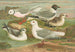 Rhodostethia rosea, Xema sabinii, Sabine, Rissa tridactyla - Johann Friedrich Naumann — vy av konstverket