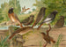 Ruticilla titys Ruticilla phoenicurus - Johann Friedrich Naumann — vy av konstverket