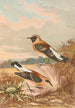 Saxicola stapazina Saxicola aurita - Johann Friedrich Naumann — vy av konstverket