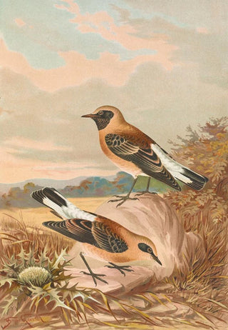 Johann Friedrich Naumann - Saxicola stapazina Saxicola aurita.webp