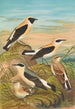 Saxicola stapazina Saxicola aurita Saxicola oenanthe - Johann Friedrich Naumann — vy av konstverket