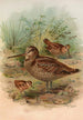 Scolopax rusticula - Johann Friedrich Naumann — vy av konstverket