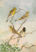Serinus serinus Serinus pusillus - Johann Friedrich Naumann — vy av konstverket