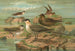 Stercorarius longicaudus Vieill Stercorarius parasiticus - Johann Friedrich Naumann — vy av konstverket