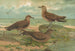 Stercorarius parasiticus Stercorarius pomarinus Stor labbe Stercorarius longicaudus Vieill - Johann Friedrich Naumann — vy av konstverket