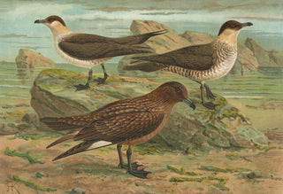 Johann Friedrich Naumann - Stercorarius parasiticus Stercorarius skua Brunn Stercorarius pomarinus Mittlere Raubmve.webp