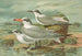 Sterne tschegrava Lepech, Sterne cantiaca Gm, Sterne nilotica Hasselqu - Johann Friedrich Naumann — vy av konstverket