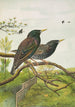 Sturnus vulgaris - Johann Friedrich Naumann — vy av konstverket