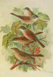 Sylvia curruca sylvia simplex - Johann Friedrich Naumann — vy av konstverket