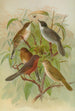 Sylvia melanocephala Sylvia undata Hypolais salicaria - Johann Friedrich Naumann — vy av konstverket
