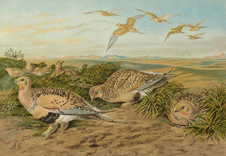 Johann Friedrich Naumann - Syrrhaptes paradoxus.webp
