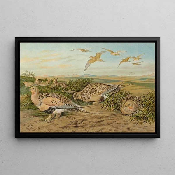 Johann Friedrich Naumann - Syrrhaptes paradoxus.webp