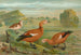 Tadorne casarca - Johann Friedrich Naumann — vy av konstverket