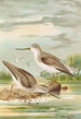 Terekia cinerea - Johann Friedrich Naumann — vy av konstverket