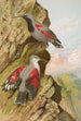 Tichodroma muraria - Johann Friedrich Naumann — vy av konstverket