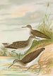 Totanus ochropus Totanus glareola Tringoides hypoleucus - Johann Friedrich Naumann — vy av konstverket