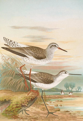 Johann Friedrich Naumann - Totanus totanus Totanus stagnatilis Bechst.webp