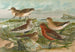 Tringa temminckii Leisl Tringa alpina Tringa subarcuata - Johann Friedrich Naumann — vy av konstverket