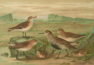 Johann Friedrich Naumann - Tringa alpina Schinzi Tringa minuta Leisl.webp